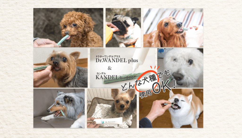 ドクターワンデル