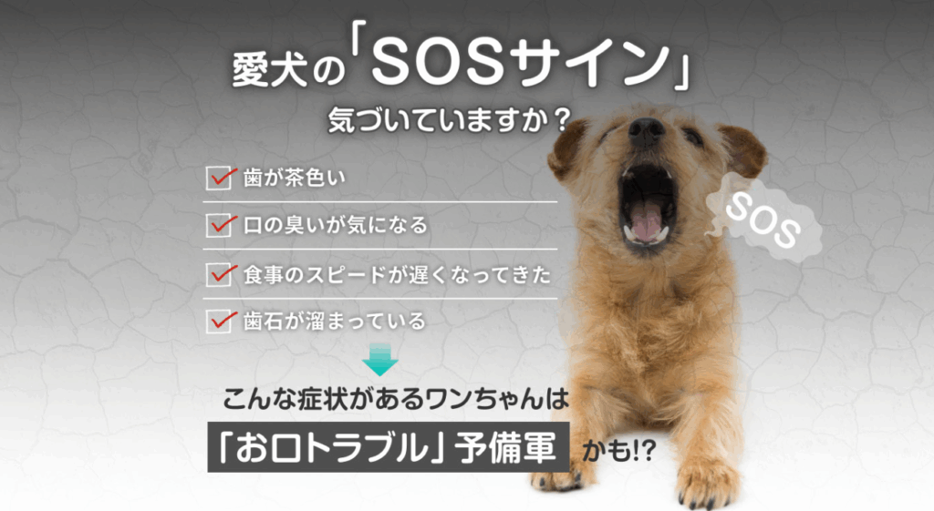 ドクターワンデル